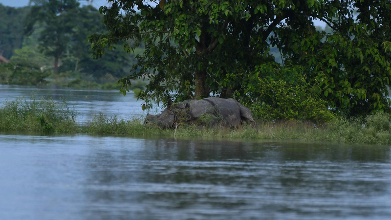مهدد بالانقراض.. نفوق 6 من حيوان وحيد القرن إثر عواصف الهند (صور)