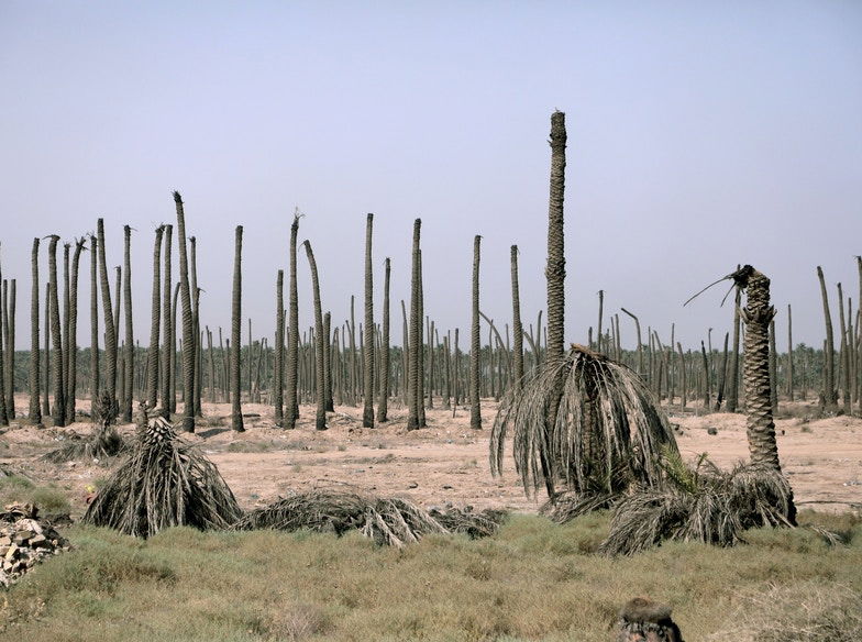 دعوة للسوداني ومقترح لإنقاذ بيئة العراق بكلفة هي الأقل عالميًا من خلال "المزرعة المعمّرة"
