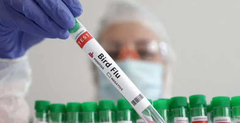 3 إصابات بشرية محتملة بإنفلونزا الطيور في ولاية أميركية