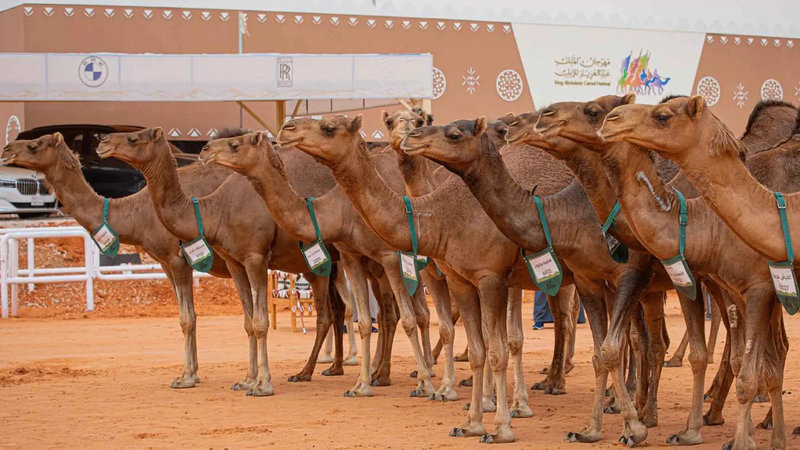 السعودية تطلق منصة إلكترونية لخدمات الإبل