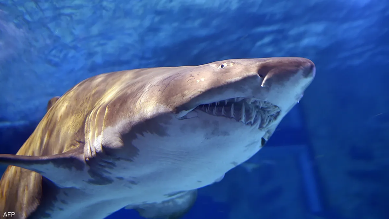 اختبار يثبت "تعاطي" أسماك قرش في البرازيل للكوكايين