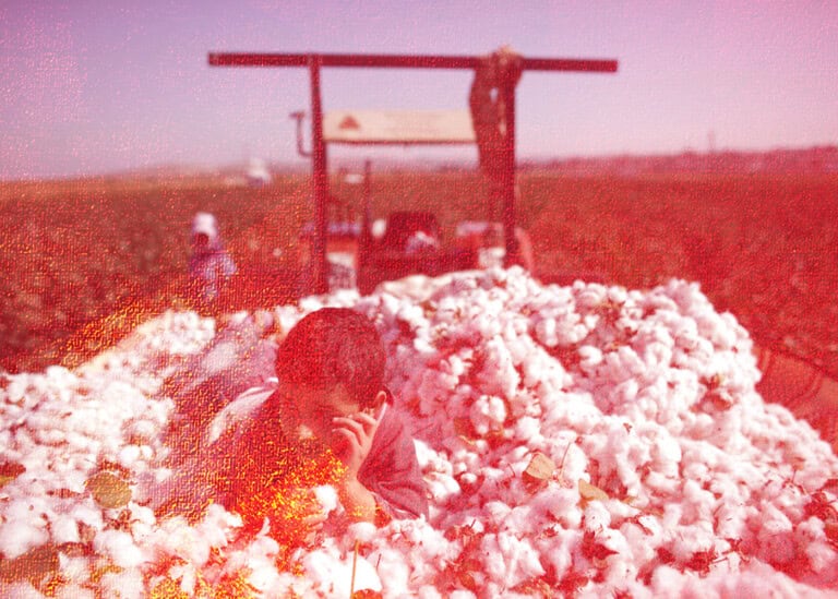 رغم تصنيفه الرابع عربيا.. زراعة القطن تواجه تحديات صعبة في العراق