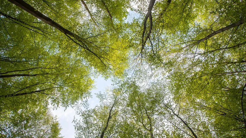 دور جديد للأشجار في محاربة التغيرات المناخية