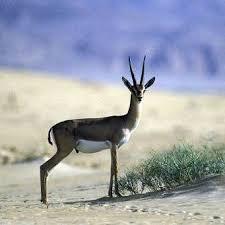 بسبب المناخ والإهمال.. الحياة البرية في العراق إلى الزوال