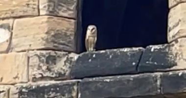 طارت بخاتمى العروسين.. بومة تتسبب فى إفساد حفل زفاف