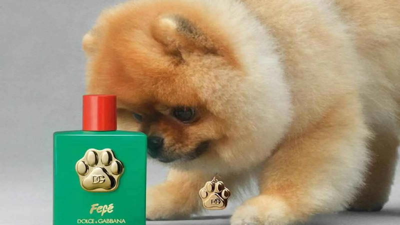 وللكلاب رائحتها.. "دولتشي آند جابانا" تطلق عطراً فاخراً