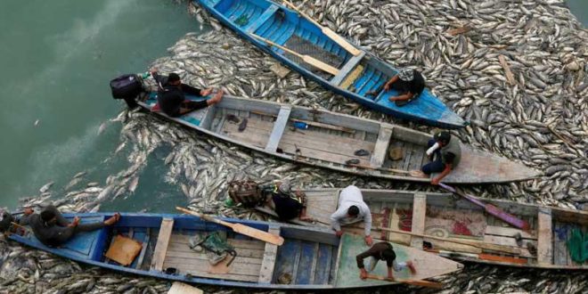 نائب: الإهمال الحكومي يهدد الأهوار والثروة السمكية بالهلاك