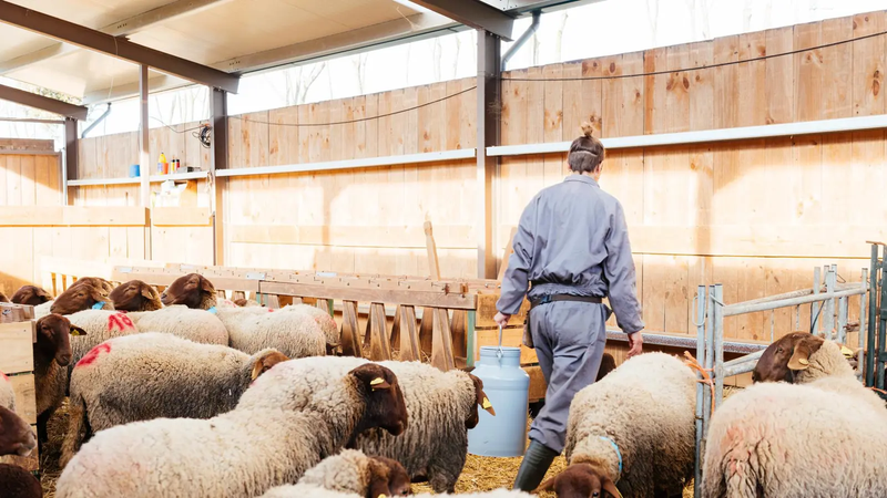 أمريكا.. سجن مربّي مواشٍ لتهريبه مواد وراثية من خراف عملاقة