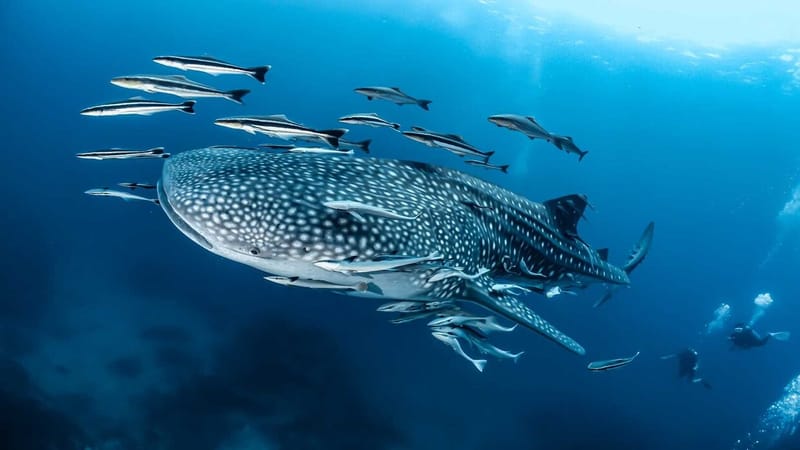 حديقة بحرية صينية تخدع زوارها بعرض أكبر سمكة "مزورة" في العالم (صور)