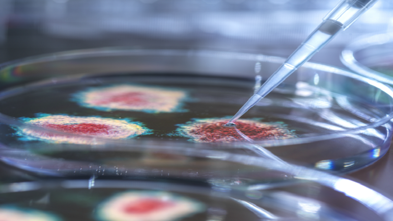 بفضل قطة.. اكتشاف فيروس "غير مسبوق" قد يشكل تهديدا للبشر