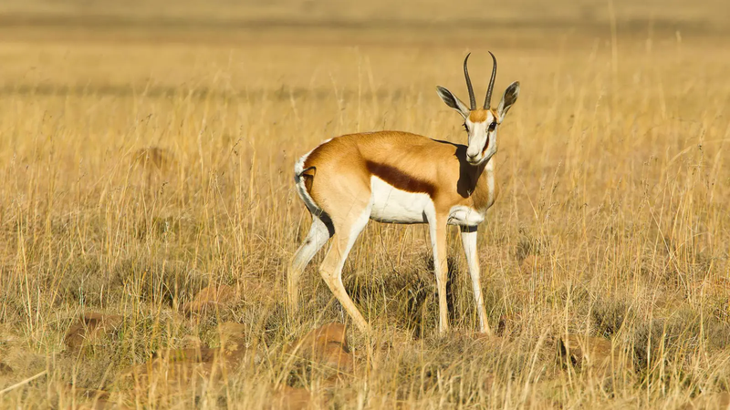 العراق بلا غزلان.. "الريم" نحو الانقراض