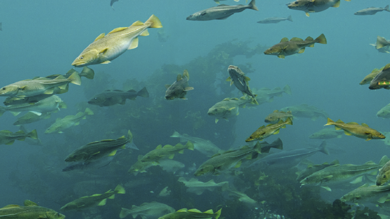 النرويج تشهد أكبر "مذبحة بحرية" في التاريخ في ساعات قليلة