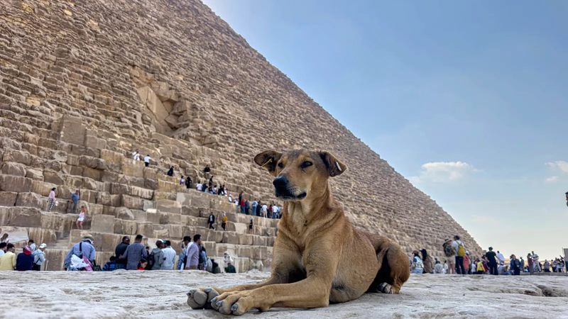"أبولو" الكلب الضال يجذب السياح إلى أهرامات الجيزة