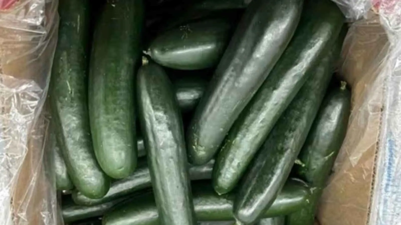 بسبب "خيار" ملوث.. 68 إصابة بالسالمونيلا في أمريكا