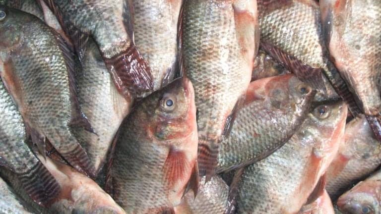 الزراعة: لا خطة للتخلص من أسماك البلطي رغم تأثيرها على التوازن البيئي
