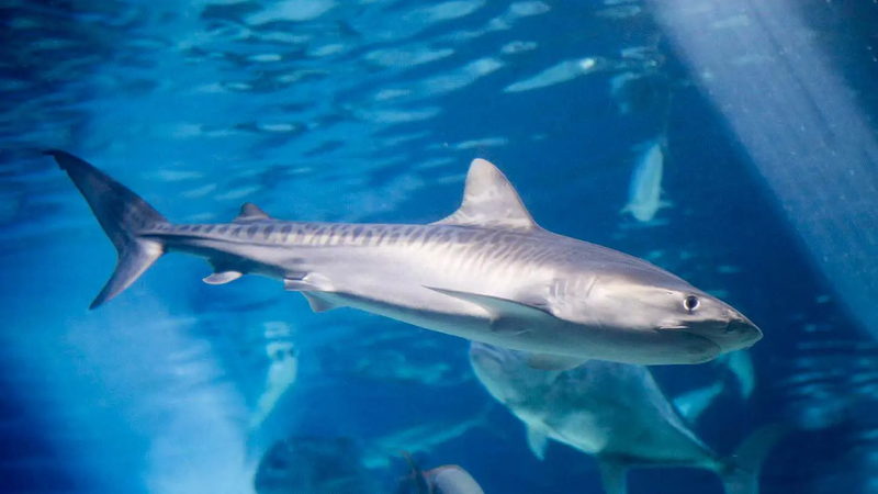تلقيح اصطناعي لأسماك قرش مهددة بالانقراض