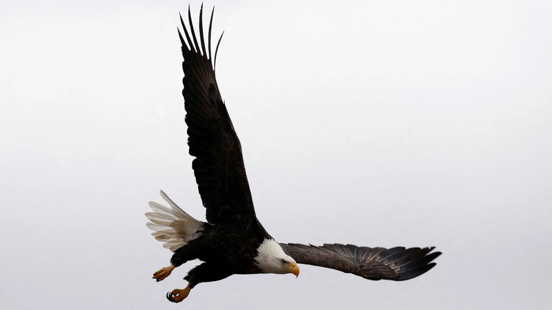 بعد توقيع بايدن.. "النسر الأصلع" يصبح الطائر الوطني لأمريكا