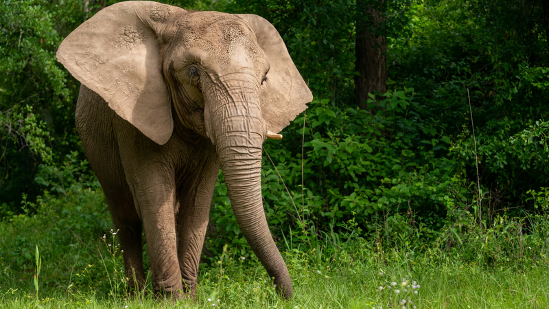 مصرع سائحة إسبانية إثر هجوم فيل في تايلاند