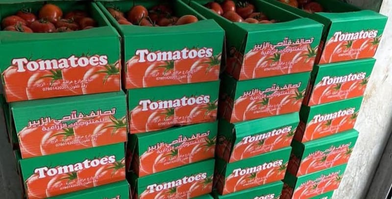 بشراكة هولندية وتنسيق نرويجي.. طماطم البصرة تسوق بحلة جديدة