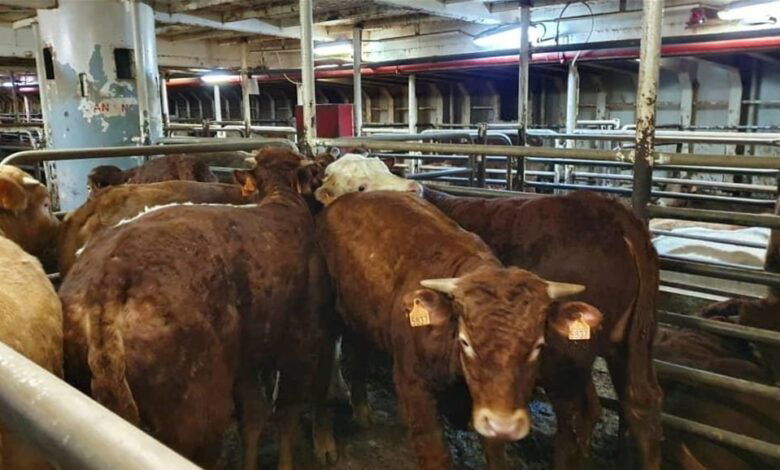 الزراعة تنفي دخول عجول مصابة بمرض الطاعون إلى ميناء أم قصر بالبصرة