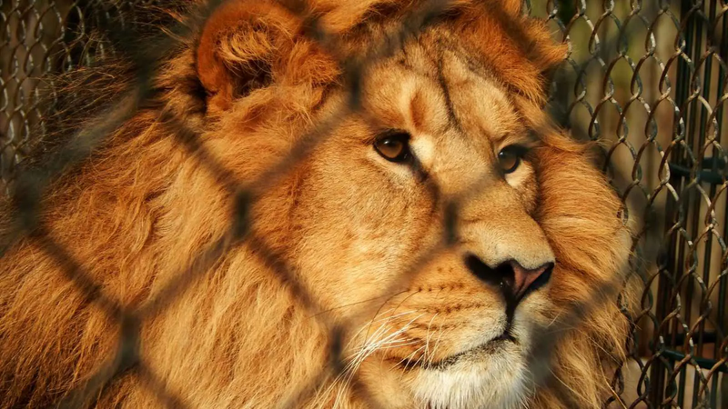 دخل قفص الأسد من أجل "تيك توك" فحلّت الكارثة