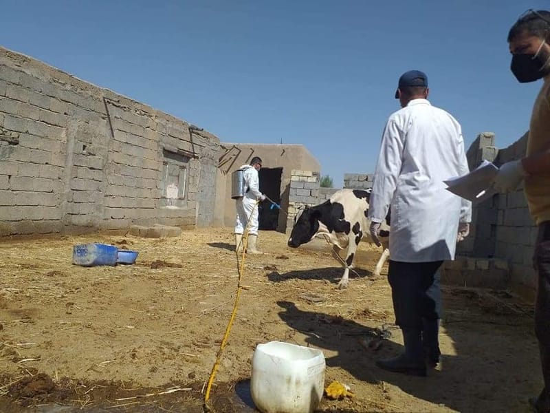 دائرة البيطرة تستنفر للتحري عن الإصابة بالحمى القلاعية وتمنع حركة الحيوانات