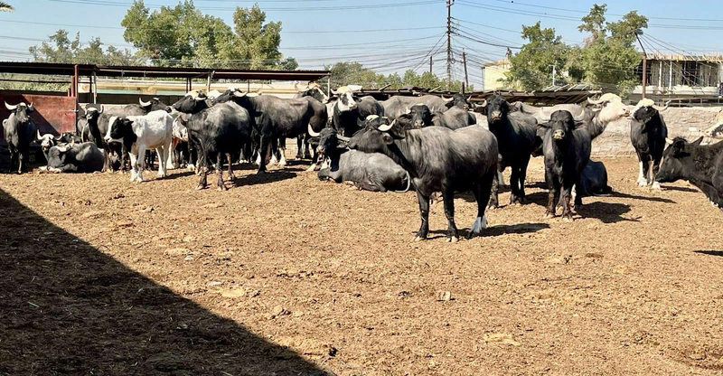 الزراعة النيابية تعترف: دخول عشوائي للمواشي المستوردة السبب المباشر بتفشي "حمى القلاعية"