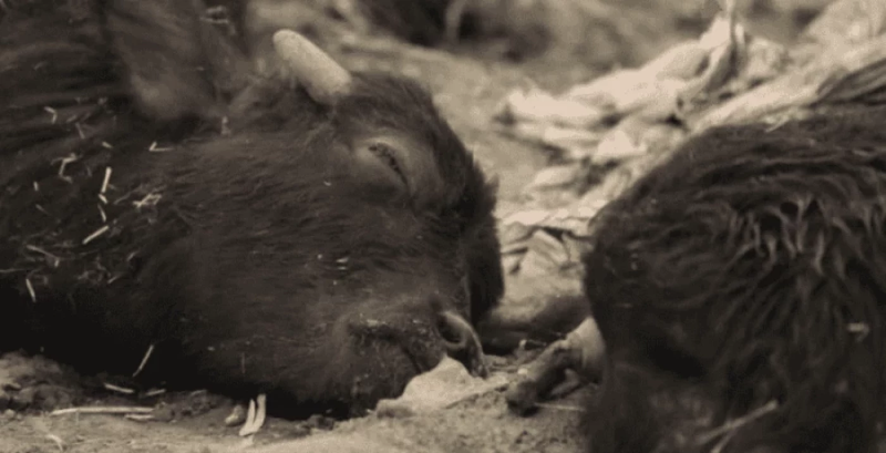 ارتفا الحمى القلاعية إلى 94 حالة في ذي قار