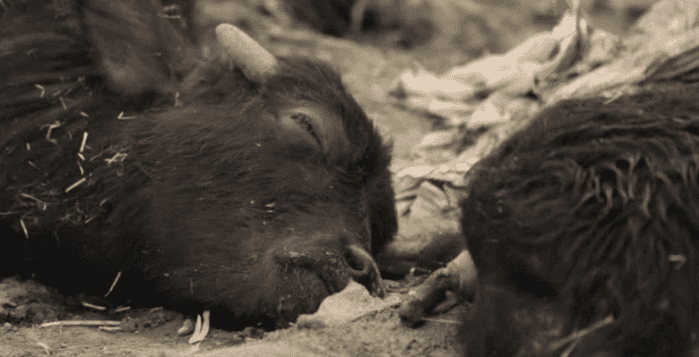 الحمى القلاعية «تتفاقم» في نينوى.. لقاح «غير فعال» ودعوات للحكومة بالتدخل «العاجل»