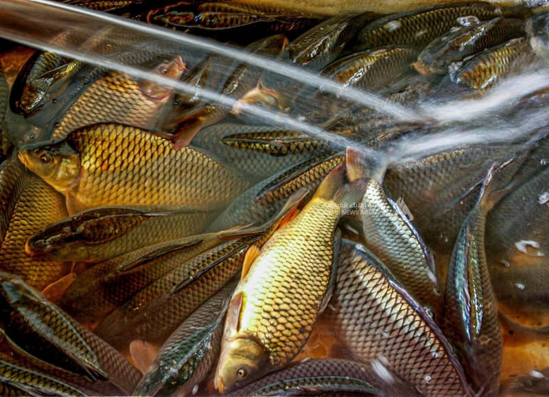 تحديد مدة منع صيد الأسماك في جميع المسطحات المائية