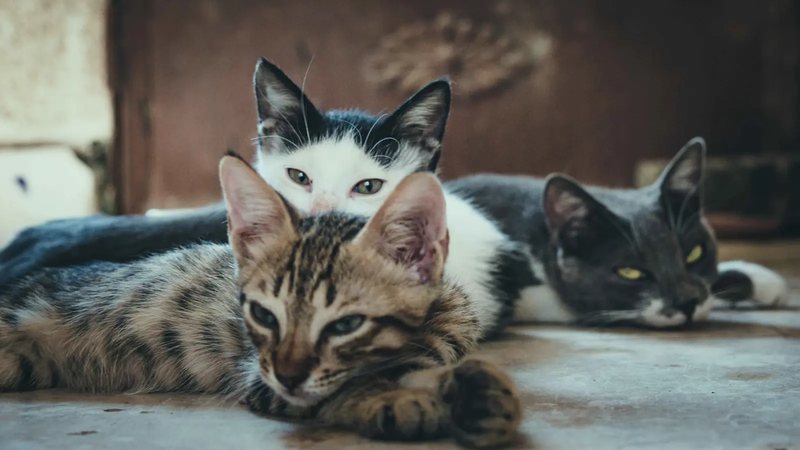 عمره 8 سنوات.. دعوات لعلاج طفل قتل 15 قطة في الجزائر