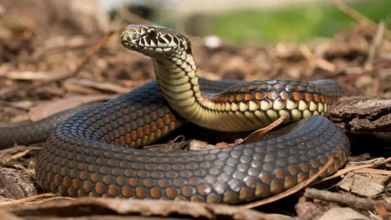 بعد الاعتداءات المتكررة.. روسيا تمنع اقتناء هذه الحيوانات في المنازل