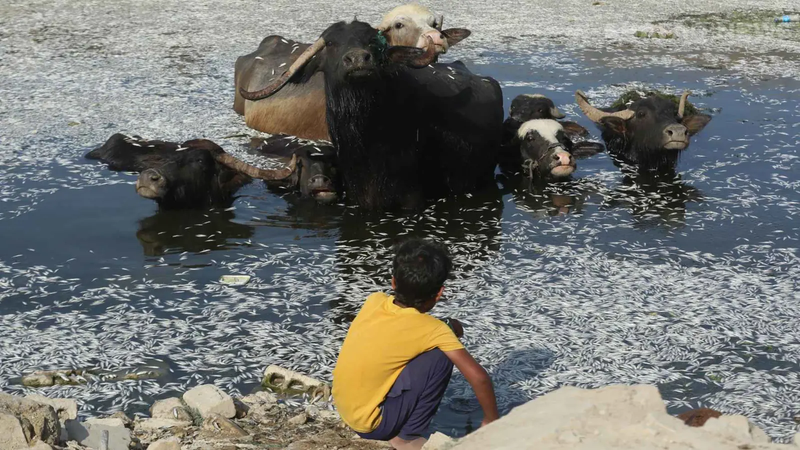 أهوار العراق تختنق من جديد.. من يقتل الأسماك بصمت؟