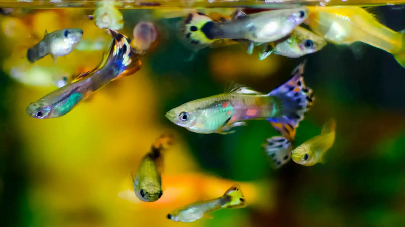 مفاجأة بيئية.. أسماك استوائية تتكاثر في مجاري أوكرانيا