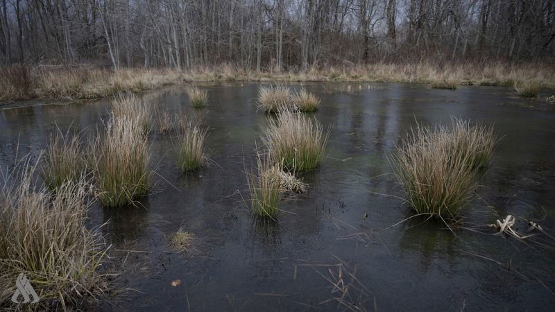 علماء: بحلول منتصف القرن قد تختفي 20 بالمئة من الأراضي الرطبة في العالم