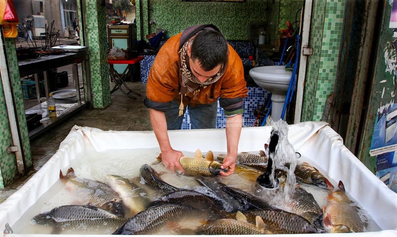 الزراعة: تحقيق الاكتفاء من بيض المائدة والإنتاج السمكي يصل لـ100 ألف طن سنوياً