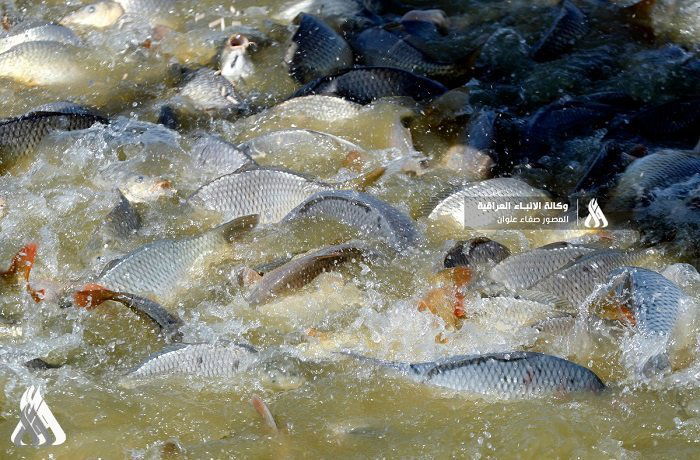 الموارد: إلزام جميع أصحاب بحيرات الأسماك المجازة بالتحول إلى النظام المغلق