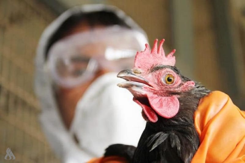 تسجيل أول إصابة بإنفلونزا الطيور هذا العام في كوريا الجنوبية