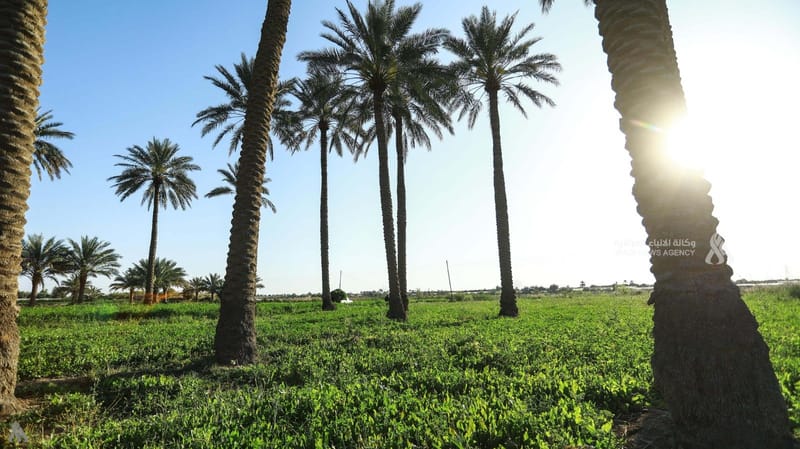 الزراعة تعلن بدء فرز الأراضي للمهندسين والمتفرغين الزراعيين