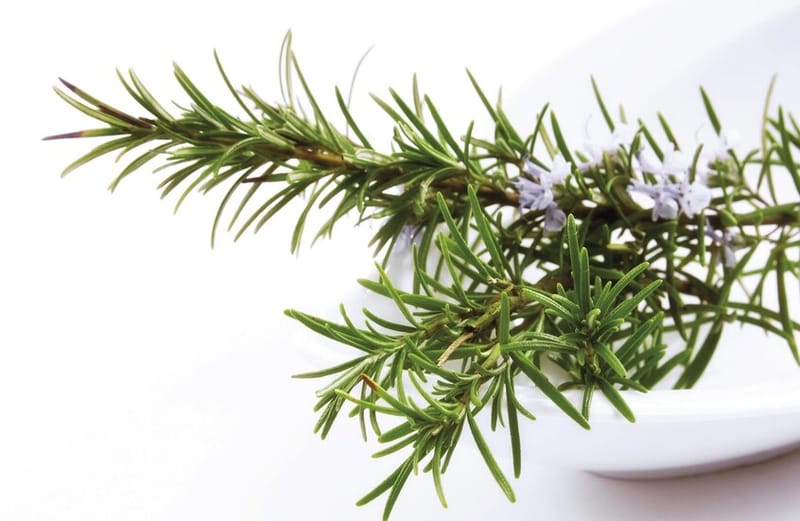 مركب في إكليل الجبل يساعد على التئام الجروح