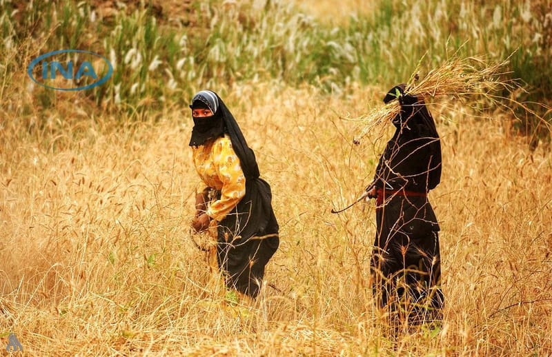 الزراعة: برامج وطنية ودولية لتمكين المرأة الريفية وتعزيز دورها في الاقتصاد