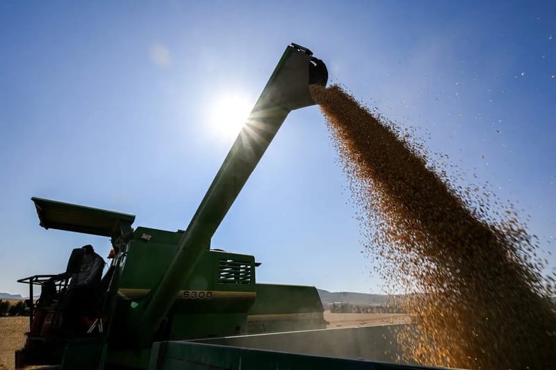 القمح الأوروبي يصعد إلى أعلى مستوى بفعل ارتفاع أسعار النفط