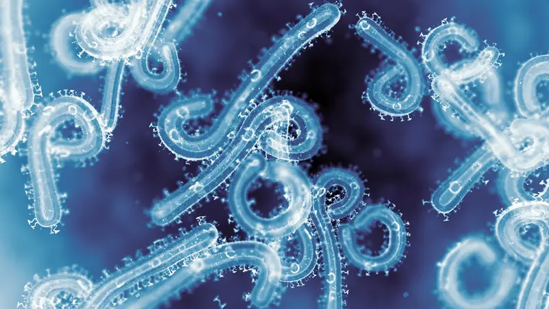 دراسة: فيروس ماربورغ يدخل الخلايا البشرية بكفاءة تفوق إيبولا بمئات المرات