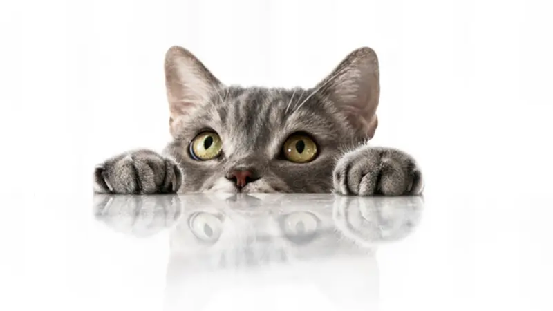 دراسة تكشف رابطاً جينياً مدهشاً بين السرطان لدى البشر والقطط