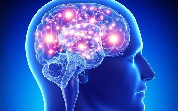 علماء صينيون يبتكرون مزيجاً يعيد أنسجة الدماغ للحياة بعد التجميد