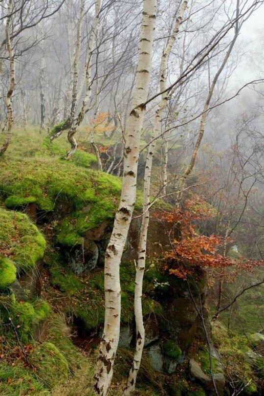 סודותיו של עץ הבירץ׳(שדר) Birch tree