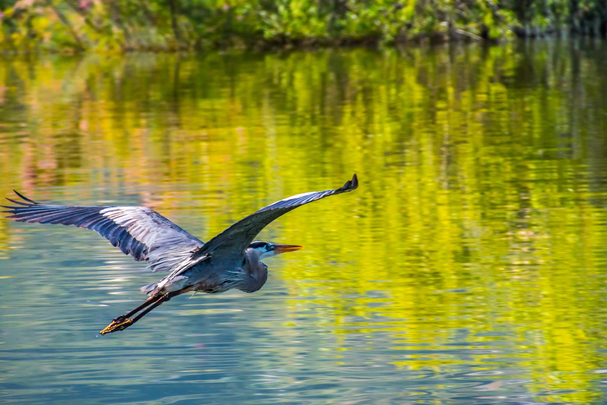 SOLITARY HERON