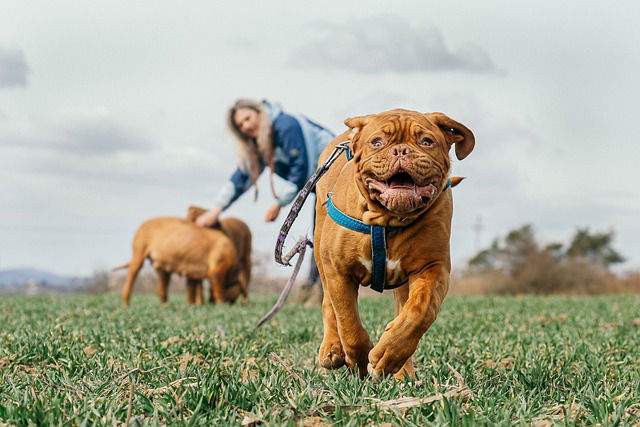 Storytime for 4-9 year olds: Dogs on the Loose!