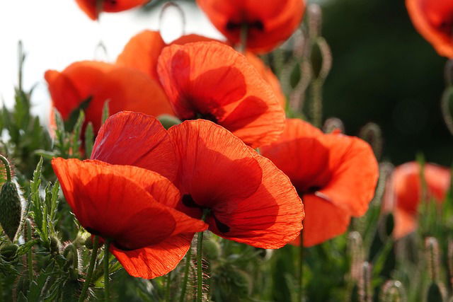 Storytime for 4-9 year olds: Flowers to Remember!