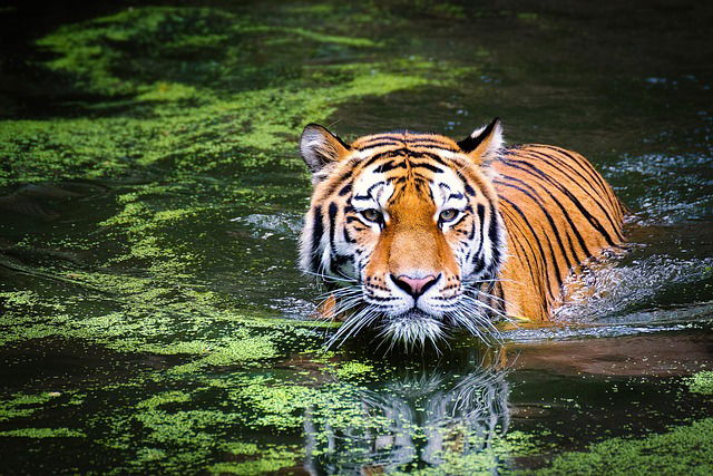 Storytime for 4-9's: In the Jungle!